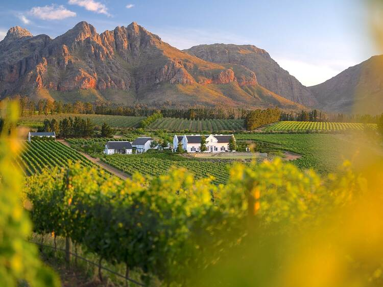 Vineyards before the Stellenbosch mountains at golden hour, with a whitewashed wine estate below